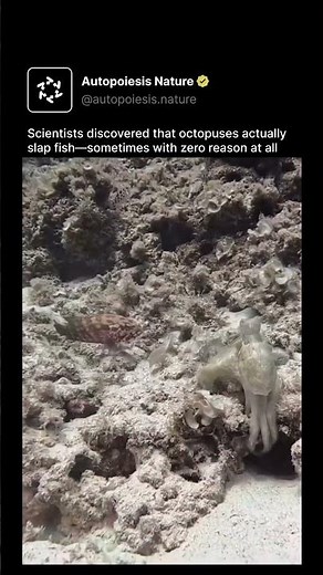 Scientists discovered that octopuses actually slap fish—sometimes with zero reason at all
