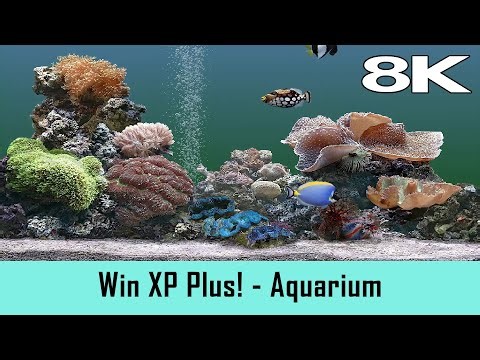 Windows XP Plus! Screensaver - Aquarium 2001 (8K)
