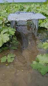 Awesome cage fishing #Amazing | Daily Fishing Vlog