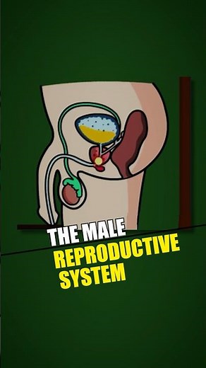 Anatomy and Function🔍of the Male Reproductive System🧬 #biology #reproductiveystem