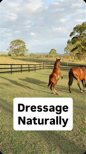 The daily Feed Up Show 🥳 Our Glamourdale filly is already a natural- so light on her feet and shows off for us daily! | Endeavour Warmbloods