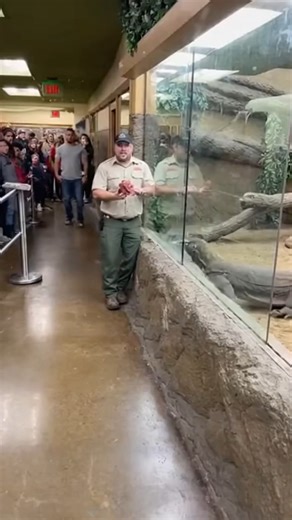 It was a terrifying day for tourists when a giant Komodo dragon broke through its glass wall. #KomodoDragon #AnimalEscape #TerrifyingMoments #ZooEmergency #ViralVideo | Gem Network