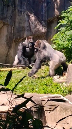 Silverback gorilla gets mad at his brother at the cincinnati zoo #gorilla #cincinnatizoo #animals