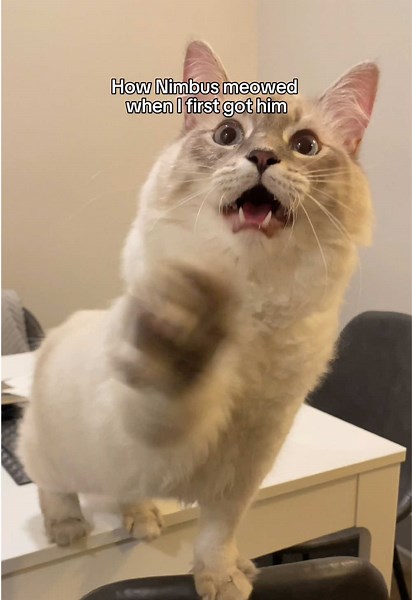 Understanding Siberian Cats and Their Unique Behaviors