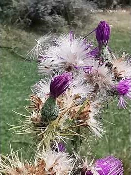 Cirsium hypopsilum ή Κίρσιο το υπόψιλον