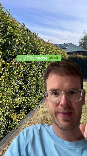 Growing a lush Lilly Pilly hedge in just two years