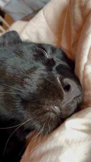 Panthera purring 😅 | Ever