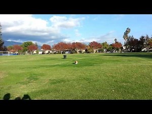 Corgi running fast