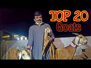 Worlds Top 20 Goat Breeds Farm | Interview with Sardar Shah Minister Culture & Tourism|Documentary