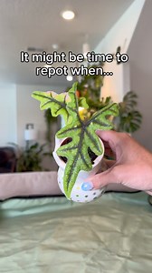 48K views · 508 reactions | Teeny tiny repots  my favorite! This plant is an Alocasia ‘Jacklyn’ & it’s got the cutest fuzzy leaves!  it came from @bwhplantco, my favorite online plant shop! (Code ‘Mariah7’ for 10% off plants !!)These plants notoriously drop one leaf as soon as another comes in. Avoid this by repotting when it’s root bound & fertilizing! I used a pot w drainage for long term success!  | MariahGrows | Facebook