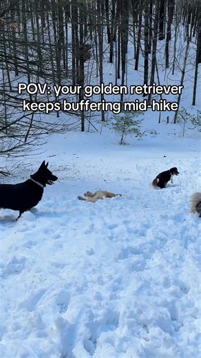 Anyone else’s dog just… give up? She heard ‘hike’ and chose ✨horizontal✨ - golden retriever software update failed in the snow ☃️ #swaythegolden #goldenretriever #goldenfloof #sassydog #petinfluencer