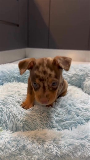 3.2K views · 23 reactions | Miniature pinscher male chocolate looking for a new home殺殺殺殺 Miniature Pinscher Puppies For Adoption | Christina Miniature Pinscher Puppies | Facebook