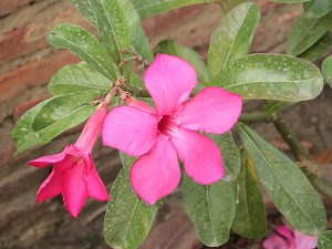 Futurist: What Drove the Rise of the Consumer Device Market?