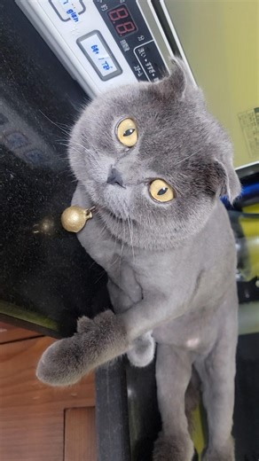 Mèo Anh Lông Ngắn Có Đáng Yêu Không #cat