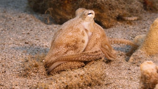 Hvordan skjuler dette dyr sig så godt?