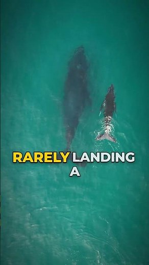 Orcas Spend Years Learning How To Kill A Blue Whale