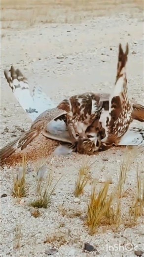 Owl Captured by Powerful Eagle | owl vs falcon | owl vs falcon fight | owl kills #shorts #fyp