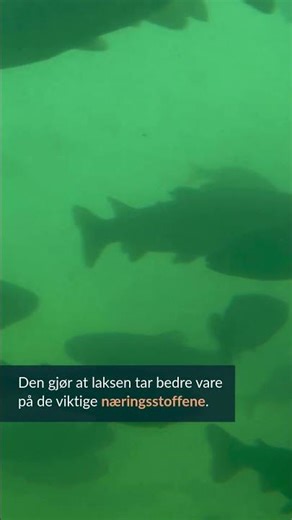 Omega-11 gjør laksen friskere og mer næringsrik