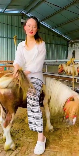 My Shetland Pony Routine – Feeding, Training & Care