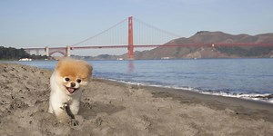 Boo, 'world's cutest dog,' dies