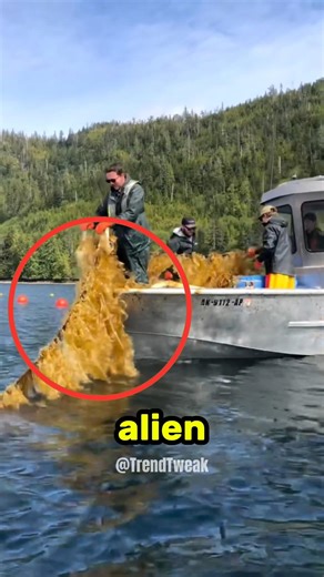 The ocean’s forbidden noodles? 🌊🥒 This is how bull kelp becomes your favorite snack.
