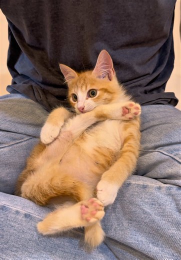 Kucing Pincang Tapi Lincah: Bermain Dengan Kio