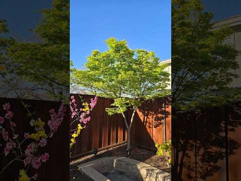 The Coral Bark Japanese Maple Tree - 2026 (Acer palmatum 'Sango Kaku') #japanesemaple #garden