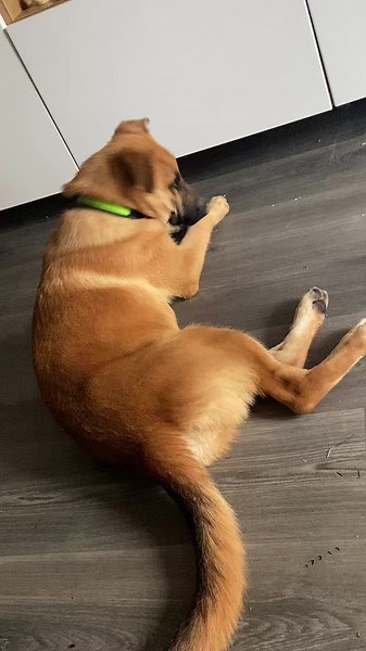 Meet Our New Pup Tinkerbell: A German Shepherd Mix