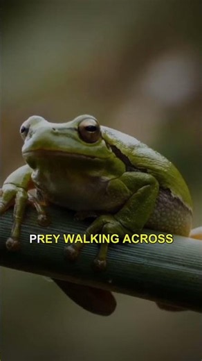 Why This Tarantula Refuses to Eat Its Pet Frog