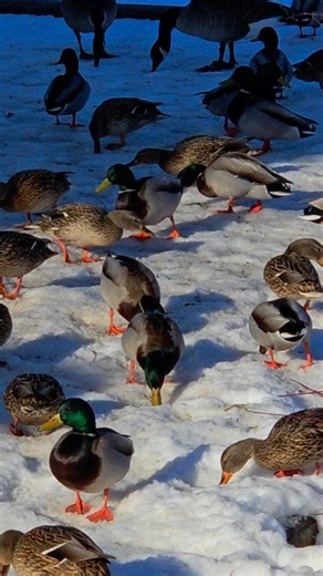 Explorer Channel on Reels