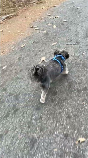 A Nine-Year-Old Morkie Today: Goes for a Walk.