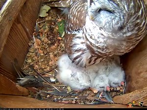 4.4K views · 429 reactions | Cuddle time on the WBU Barred Owl cam! Many viewers have noticed that when the young owlets aren't eating, they are probably sleeping. Watch these two tuckered out nestlings take a family nap with the female in the nest box.  Tune in LIVE at AllAboutBirds.org/BarredOwls | Bird Cams | Facebook