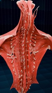 Muscles of the Back ♻️♀️ . . Superficial Layer 1. Trapezius: This large muscle extends from the back of the skull to the middle of the back and helps in moving the shoulders and supporting the arms. Latissimus Dorsi: Located on the lower back, it aids in shoulder movement and helps with pulling actions. 2. Intermediate Layer Rhomboid Major and Minor: These muscles are located between the shoulder blades and help retract the scapula. Serratus Posterior Superior and Inferior: These assist in respi