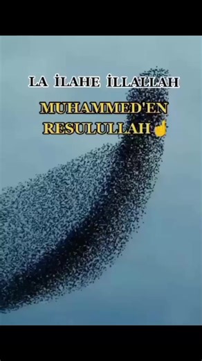 Spectacular Flock of Birds Flying in Dynamic Patterns