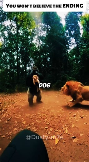 Lion Saving My Puppy from a Gorilla! #animalrescue #wildliferescue #bodycam