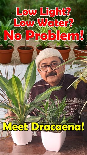 Taarun Chopraa on Instagram: "Dracaena—The Most Beginner-Friendly Indoor Plant! Low Light, Low Care, Super Growth Looking for a low-maintenance indoor plant that survives even if you forget plant care? Meet Dracaena, one of the best beginner-friendly indoor plants for Indian homes. Dracaena grows well in low light, needs minimal watering, and adapts easily to indoor conditions. It’s a hardy, stylish, and super adaptable houseplant that instantly improves your home’s vibe. In this video, you’ll l