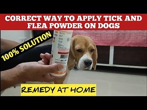 How To Apply Anti Tick And Flea Powder On Dogs : Correct Way To Use | Get Rid of Fleas From Dogs