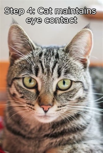 How to Stop Your Cat from Knocking Things Over #tutorial #cat