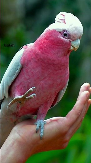 Australia’s Most Beautiful Birds You Have to See