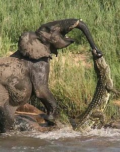 28 Incidents Of Animals Challenging Humans Caught On Camera 🐻vs🤴 | Best Video