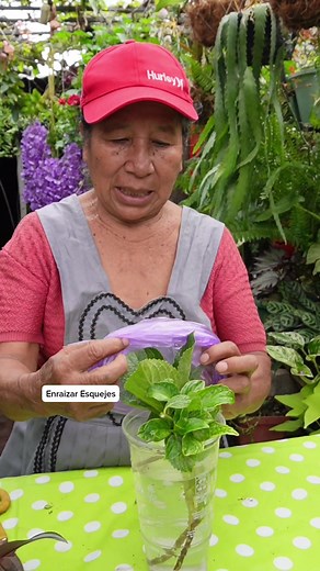 Como Enraizar Esquejes de Hortensias solamente utilizando el Agua sin ningun henraizante #consejos #jardin #hortensias #enraizar