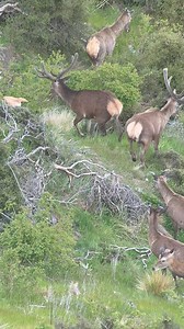 Amazing morning amongst free range Otago red stags, the bigger stags are just starting to push out their tops. If you desire New Zealand’s best in genuine free range red stag hunting we still have some roar hunts available for the 2026 season. #freerangehunting #redstag #redstaghunting | Chris McCarthy
