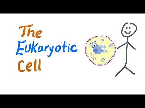The Eukaryotic cell