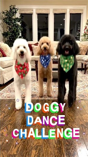 Bag Chasing-Doggy Dance Challenge #cute😊 #bagchaser #newsong #dancechallenge #funny #rap #dogshorts