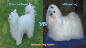 Coton de Tulear vs. Maltese: A Comparison of Charming Long-Haired Dog Breeds