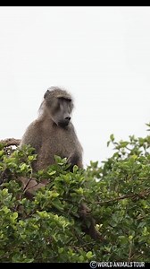 14 reactions · 3 comments | "A rare and disturbing footage of a...