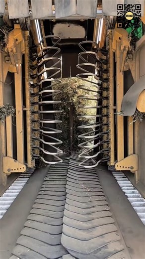 Mechanical Olive Harvesting in Modern Olive Farming #9forge