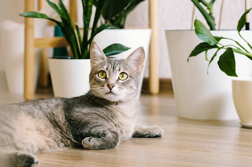 20 Beautiful, Non-Toxic Houseplants That Are Cat Friendly