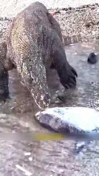 कोमोडो ड्रैगन की बड़ी गलती / Komodo dragon's big mistake / #shorts #wildlife #animals #facts