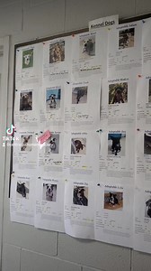 7.9K views · 376 reactions | Live action from our wonderful day.  Running to their bowls! They were quite upset they had to wait for the chow.  | Central PA Humane Society | Facebook